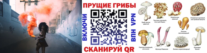 сколько стоит  Камызяк  Псилоцибиновые грибы Psilocybe 